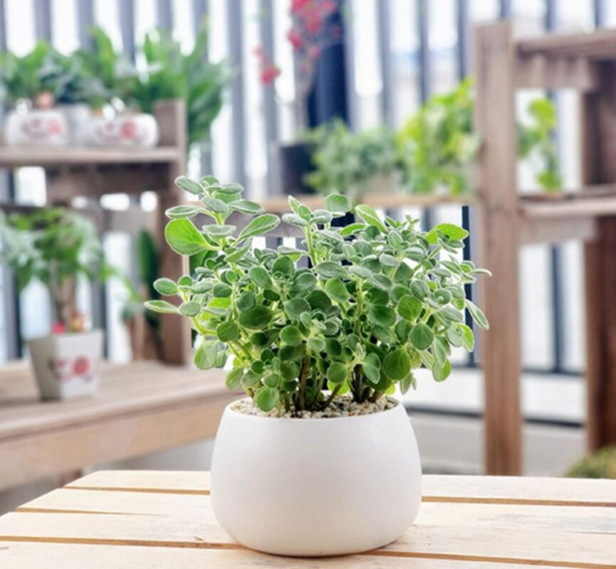 Cây nhất mạt hương