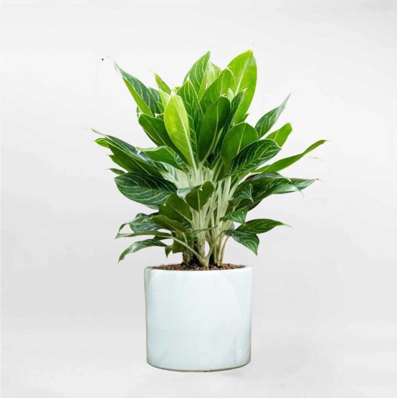 Cây bạch mã hoàng tử