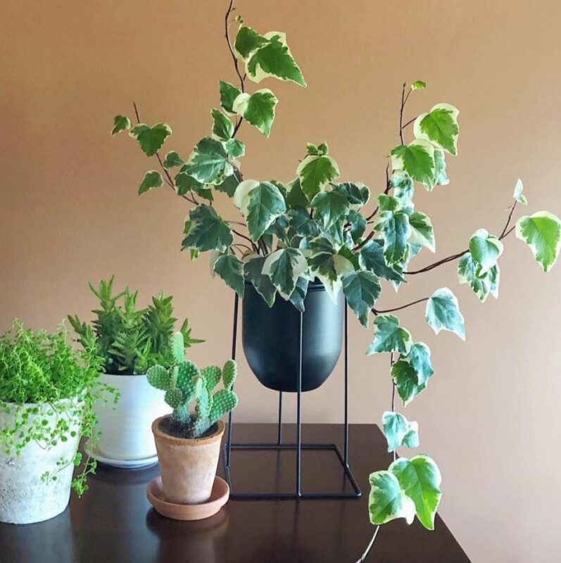 Cây thường xuân