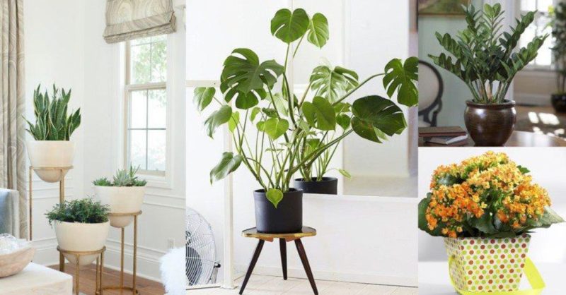 Cây trồng trong công ty