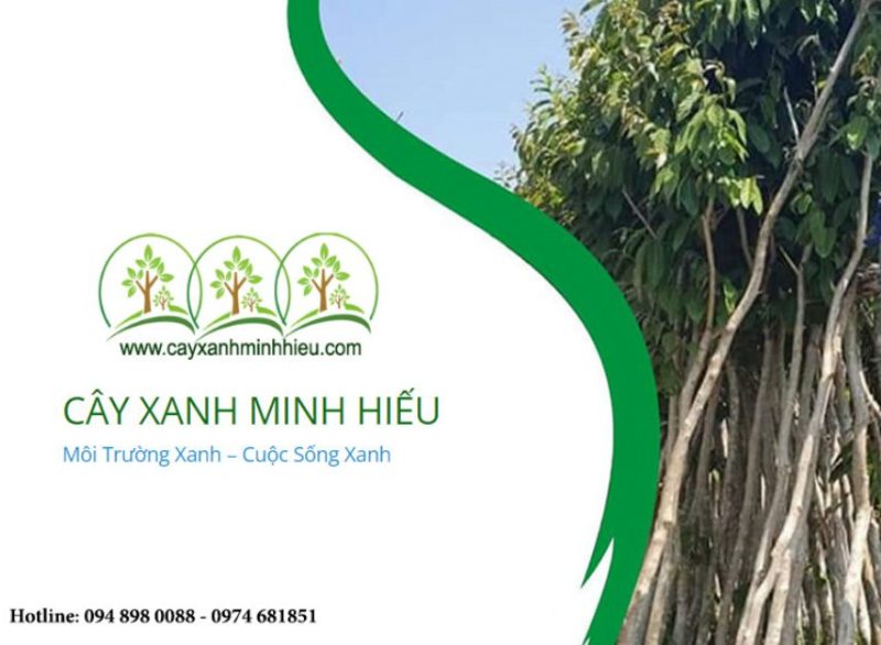 Cây xanh Minh Hiếu
